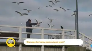 Fenomen obserwacji ptaków - napisy