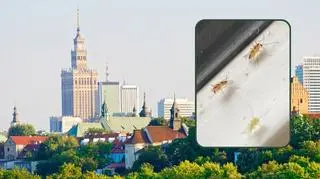Plaga owadów w Warszawie. "Pierwszy raz coś takiego widzę"