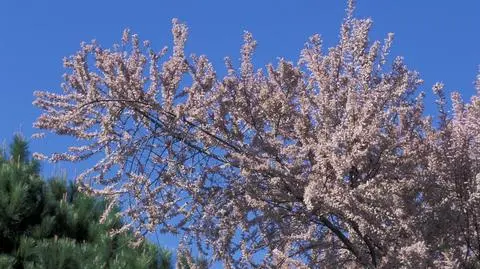 Tamaryszek – jak uprawiać i rozmnażać? Odmiany