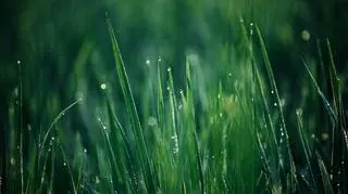 Deszcz na źdźbłach trawy