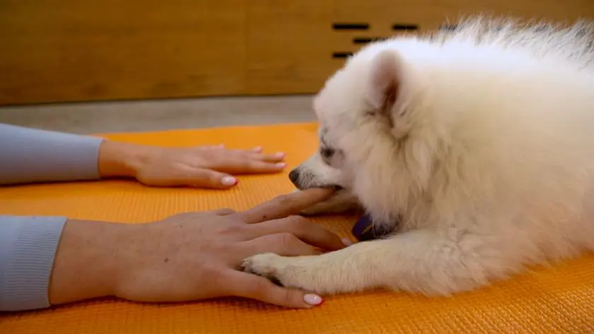 Puppy joga - joga ze szczeniakami. Zwierzęta pozbawiane wody i odpoczynku -  śledztwo iTV News - TVN24