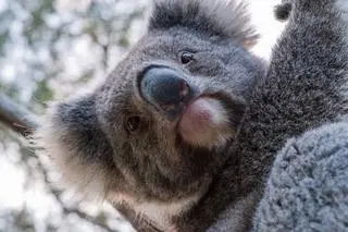Koala