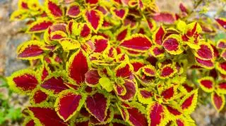 Pokrzywa indyjska – właściwości, działanie, zastosowanie i skutki uboczne jej spożywania