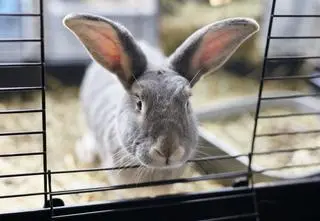 Akcesoria dla królików – klatki, kojce, kuwety i zabawki