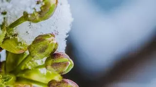 Pączki roślin przysypane cienką warstwą śniegu