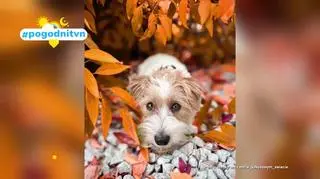Pogodni TVN