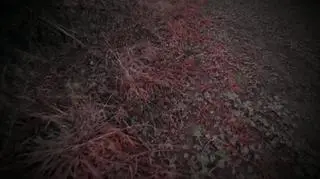 Uwaga! TVN: Siecieborzyce - kobieta i jej dzieci poszkodowani w wybuchu paczki