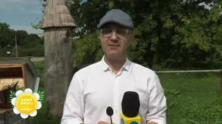 Białystok rozkwita! 10 hektarów łąk kwietnych w stolicy Podlasia