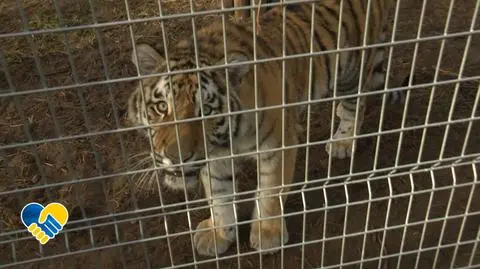 Poznańskie Zoo ratuje zwierzęta z Ukrainy