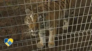 Poznański ogród zoologiczny ratuje zwierzęta z Ukrainy. "Po ostatnich bombardowaniach Kijowa i okolic ucierpiał azyl"