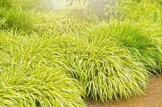 Uprawa trawy hakonechloa