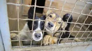 43 psy odebrane ze schroniska na Mazowszu. Żyły w bardzo złych warunkach