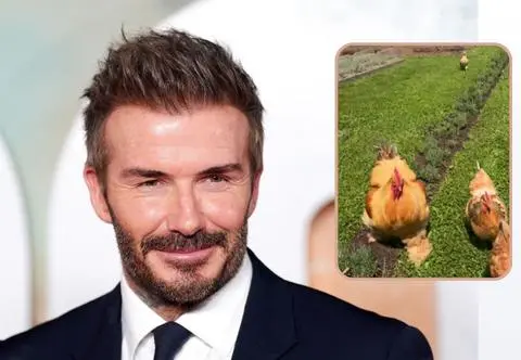 David Beckham pokazał swoją imponującą posiadłość. "Nigdy nie widziałam tak dużych kur"