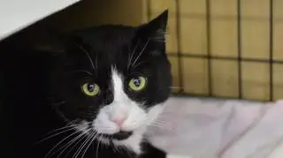 Koty do adopcji. Czekają na swój dom 