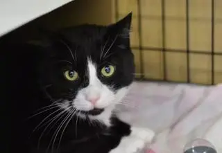 Koty do adopcji. Czekają na swój dom 