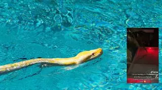 Wąż w basenie