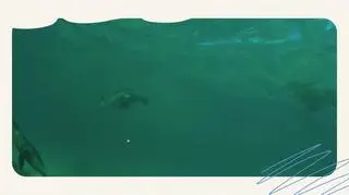 Foka