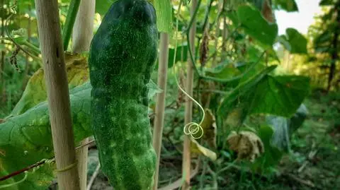 Uprawa ogórków