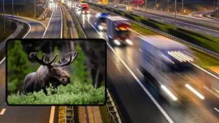 Łoś wbiegł w nocy na autostradę