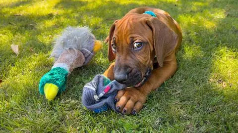 Rhodesian ridgeback - charakter, pielęgnacja