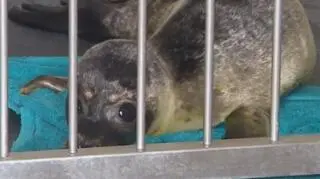 Ruszyła zbiórka na remont szpitala dla foczych maluchów. "Są zwykle wychudzone i odwodnione"