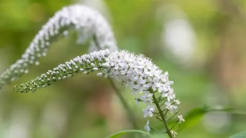 Tojeść orszelinowata – hodowla i pielęgnacja