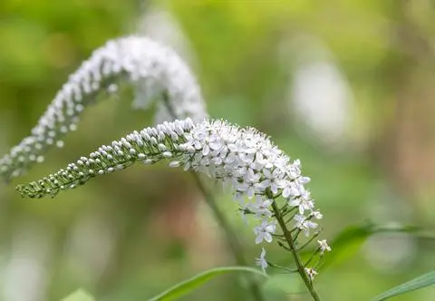 Tojeść orszelinowata – hodowla i pielęgnacja