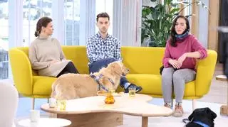 Jak działają ubezpieczenia dla psa? 