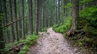 Inwazja owadów w polskich lasach. "Jeden z najgroźniejszych"
