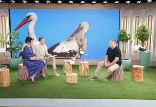 Sekretne życie bocianów. Dlaczego dochodzi do rozwodów? "Zdarzają się tragiczne przypadki"