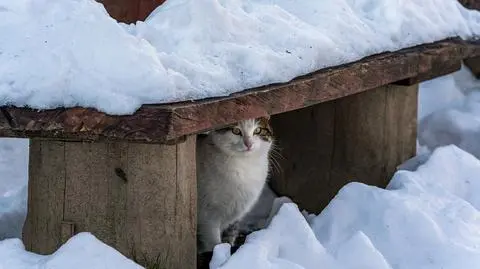 Kot przywiązany na łańcuchu do płotu. Interweniowali wolontariusze