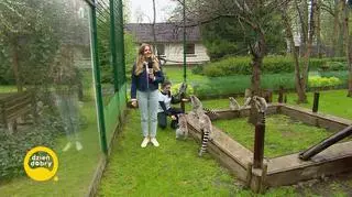 Karmienie lemurów w nowotomyskim zoo 