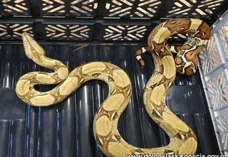 Niecodzienne znalezisko w lesie. Grzybiarz natknął się na boa dusiciela
