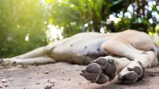 Pies leżący na piaszczystym podłożu w lesie