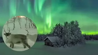 Niesamowite nagranie z Laponii. Nic słodszego dziś nie zobaczysz