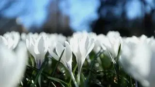 Kolejne rekordowe temperatury w lutym. W tym polskim mieście było cieplej niż w Madrycie