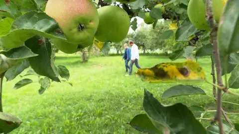 Co można przygotować z jabłek? 