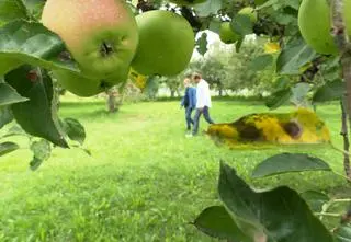 Jabłka to jedne z najsmaczniejszych i najzdrowszych owoców. Co można z nich przygotować?