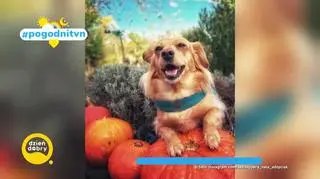 Pogodni TVN