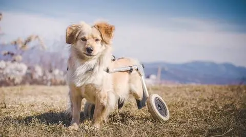 Paraliż u psa – objawy. Jak go rozpoznać? Sprawdź, jak przebiega leczenie
