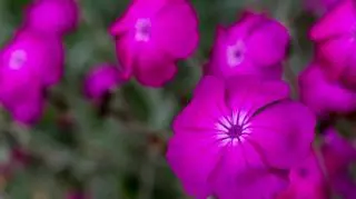 Firletka chalcedońska to bardzo charakterystyczny i wyrazisty kwiat. Sprawdź, gdzie ją zasadzić, aby odmienić gród.