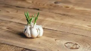 kiełkujący czosnek 