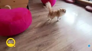 Jak rozmawiać z psem - jak ujarzmić małego agresora? 
