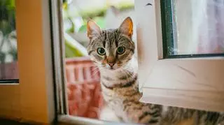 Szary kot stojący przy otwartym oknie