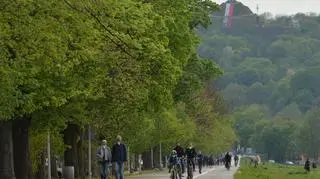 Globosum ma kilka dekoracyjnych odmian, które ozdobią ogród – które z nich warto sadzić? Jak uprawiać klon kulisty?