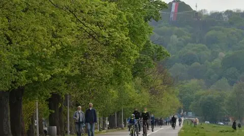 Klon kulisty - uprawa. Kiedy przycinać?