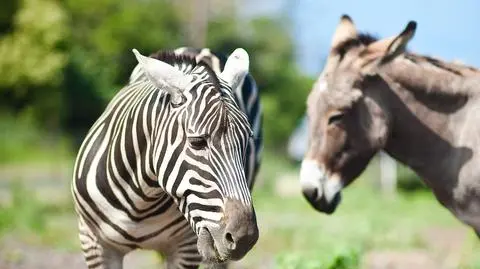 Osioł i zebra przyjaciółmi na całe życie. "To jest coś niesamowitego"