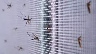 Czy pozbędziemy się komarów? "To najbardziej zabójcze zwierzęta na Ziemi"