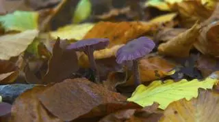 Lakówka ametystowa, czyli piękny grzyb bez smaku. Dlaczego często rośnie na mogiłach?