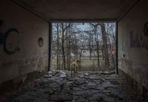 Zwierzęta na wojnie ludzi. Jak pomóc cichym ofiarom wojny w Ukrainie